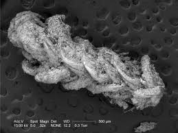 Attēlu rezultāti vaicājumam “Palustriella”