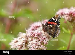 Attēlu rezultāti vaicājumam “Vanessa atalanta underside”