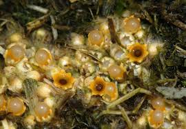 Attēlu rezultāti vaicājumam “Sphaerobolus stellatus”