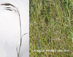 Attēlu rezultāti vaicājumam “Anisantha tectorum fruit”