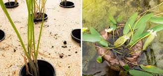 Image result for Pseudomyxus capensis