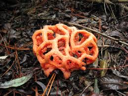 Attēlu rezultāti vaicājumam “Clathrus ruber”