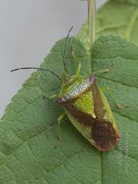 Attēlu rezultāti vaicājumam “Acanthosoma haemorrhoidale”