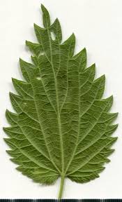 Attēlu rezultāti vaicājumam “Urtica dioica leaf”