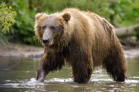 Attēlu rezultāti vaicājumam “Ursus arctos”