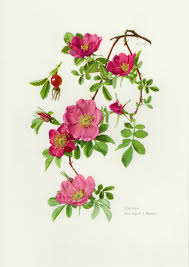 Attēlu rezultāti vaicājumam “Rosa majalis”