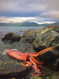 Image result for Norfolk Pikes Octopush Club