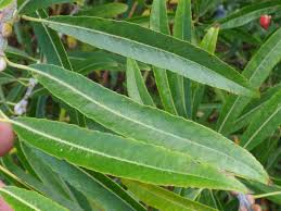 Attēlu rezultāti vaicājumam “Salix daphnoides”