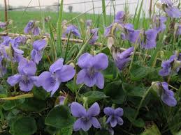 Attēlu rezultāti vaicājumam “Viola riviniana fruit”