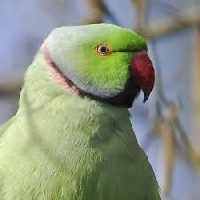 Image result for Psittacula krameri