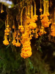 Attēlu rezultāti vaicājumam “Badhamia sp.”