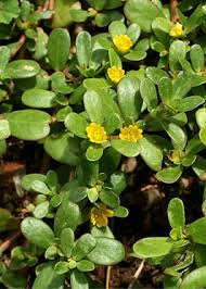 Attēlu rezultāti vaicājumam “Portulaca oleracea leaf”