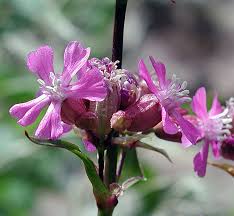 Attēlu rezultāti vaicājumam “Silene viscaria leaf”