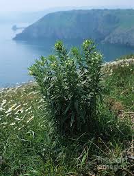 Attēlu rezultāti vaicājumam “Lithospermum officinale”