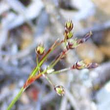 Attēlu rezultāti vaicājumam “Danthonia decumbens fruit”
