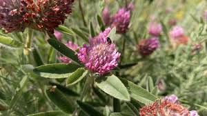 Attēlu rezultāti vaicājumam “Trifolium alpestre leaf”