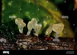 Attēlu rezultāti vaicājumam “Typhula setipes”