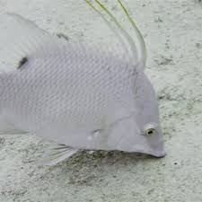 Image result for Lachnolaimus maximus