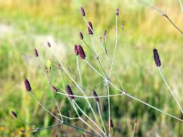 Attēlu rezultāti vaicājumam “Thesium ebracteatum”