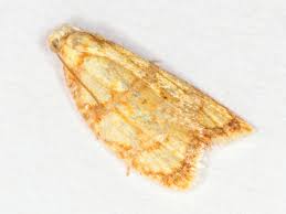 Attēlu rezultāti vaicājumam “Acleris bergmanniana”