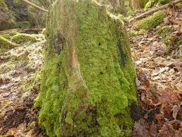 Attēlu rezultāti vaicājumam “Lepidozia reptans”