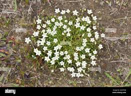 Attēlu rezultāti vaicājumam “Sagina nodosa”