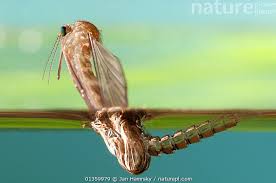 Attēlu rezultāti vaicājumam “Culex pipiens larva”