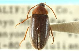 Attēlu rezultāti vaicājumam “Isomira murina”