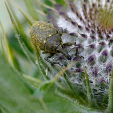 Attēlu rezultāti vaicājumam “Larinus sp.”