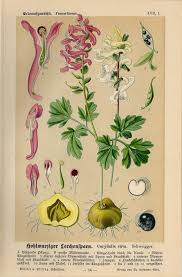 Attēlu rezultāti vaicājumam “Corydalis cava flower”