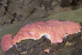 Attēlu rezultāti vaicājumam “Dictydiaethalium plumbeum macro”