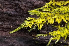 Attēlu rezultāti vaicājumam “Callicladium haldanianum sporophyte”