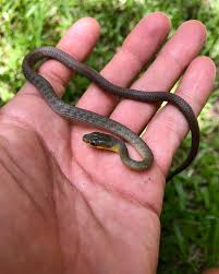 Attēlu rezultāti vaicājumam “Lamproderma puncticulatum young”