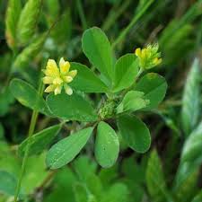 Attēlu rezultāti vaicājumam “Trifolium dubium”