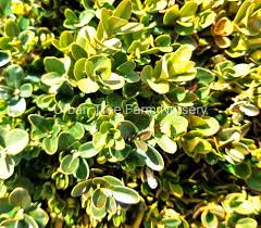 Attēlu rezultāti vaicājumam “Buxus sempervirens”