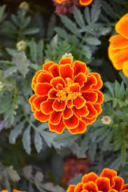 Attēlu rezultāti vaicājumam “Tagetes flower”