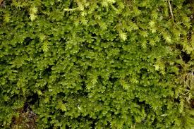 Attēlu rezultāti vaicājumam “Porella cordaeana”