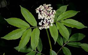 Attēlu rezultāti vaicājumam “Sambucus racemosa leaf”