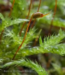 Attēlu rezultāti vaicājumam “Cirriphyllum piliferum”