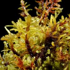 Attēlu rezultāti vaicājumam “Helodium blandowii”