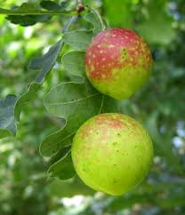 Attēlu rezultāti vaicājumam “Cynips quercusfolii”