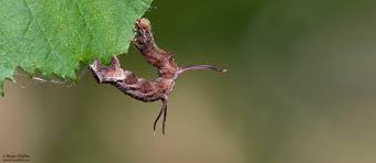 Attēlu rezultāti vaicājumam “Selenia dentaria larva”