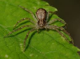 Attēlu rezultāti vaicājumam “Philodromus sp.”