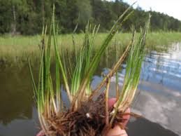 Attēlu rezultāti vaicājumam “Isoetes lacustris leaf”
