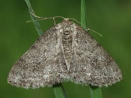 Attēlu rezultāti vaicājumam “Ectropis crepuscularia”