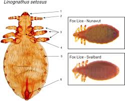 Attēlu rezultāti vaicājumam “Licea pygmaea sessile”