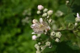 Attēlu rezultāti vaicājumam “Rubus plicatus flower”