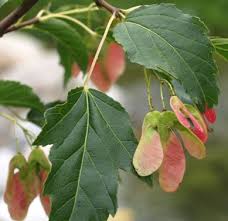 Attēlu rezultāti vaicājumam “Acer tataricum subsp. ginnala bud”