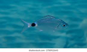 Image result for Oblada melanurus