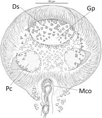 Image result for Archosargus rhomboidalis